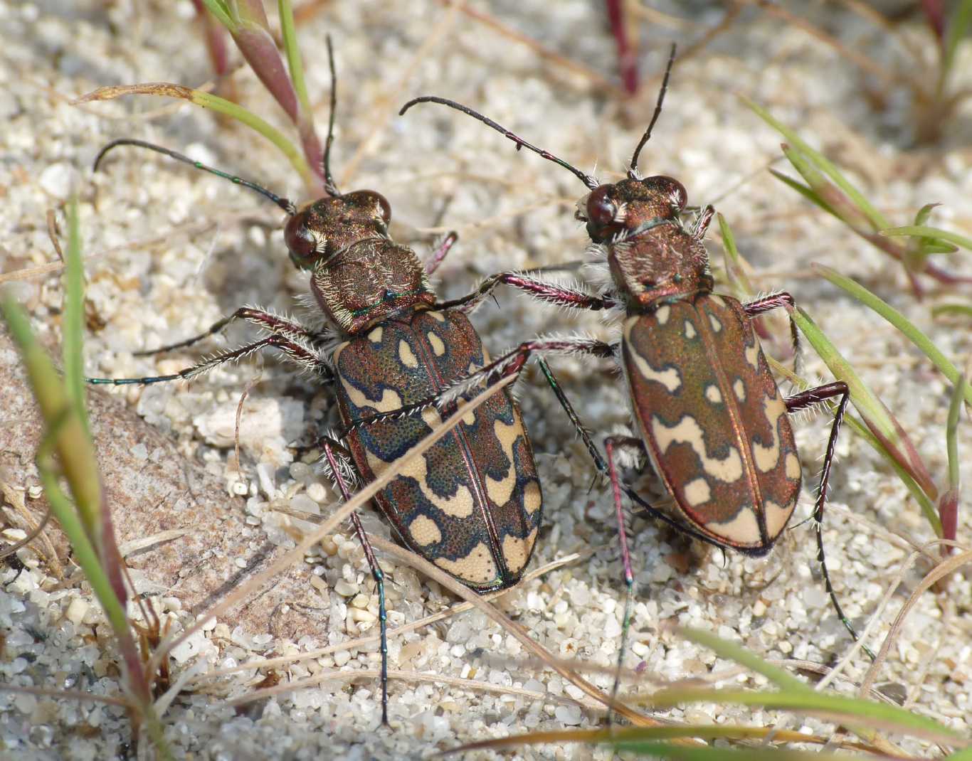 Lophyra flexuosa sardea e Calomera littoralis